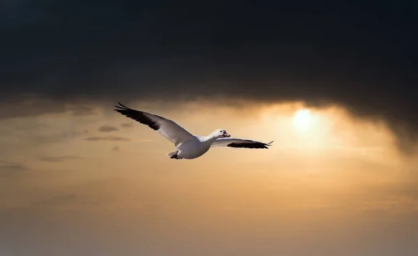 Fotografie Pitorească Gâscă Sălbatică Frumoasă Care Zboară Natură — Fotografie, imagine de stoc