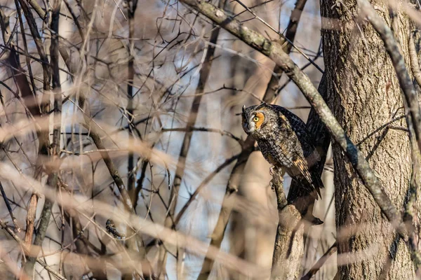 Gros Plan Belle Chouette Dans Habitat Naturel — Photo