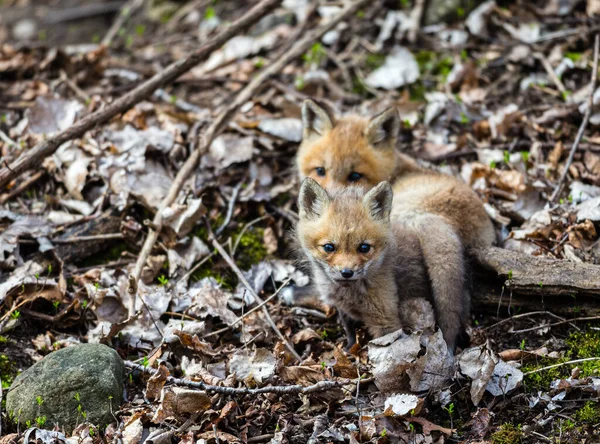 Plan Panoramique Petits Renards Adorables Sur Nature — Photo