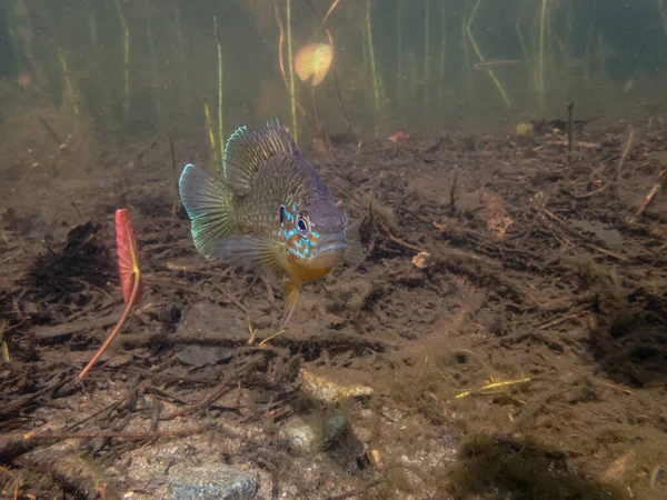 Primer Plano Hermosos Peces Exóticos Acuario — Foto de Stock