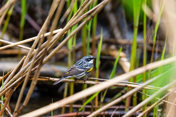 Nahaufnahme Eines Schönen Wildvogels Der Auf Einem Ast Hockt — Stockfoto