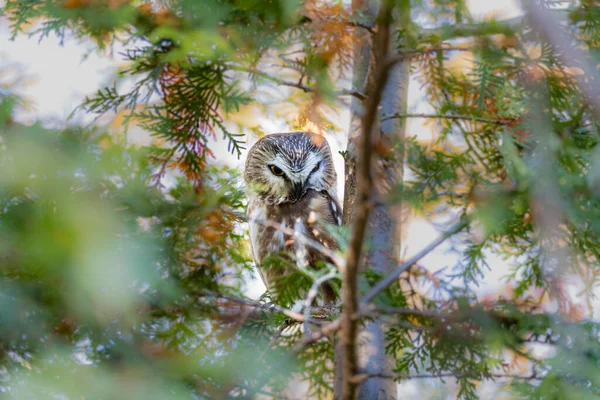 自然の生息地で美しいフクロウの接近ショット — ストック写真