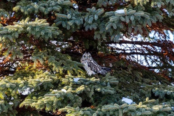 Gros Plan Belle Chouette Dans Habitat Naturel — Photo