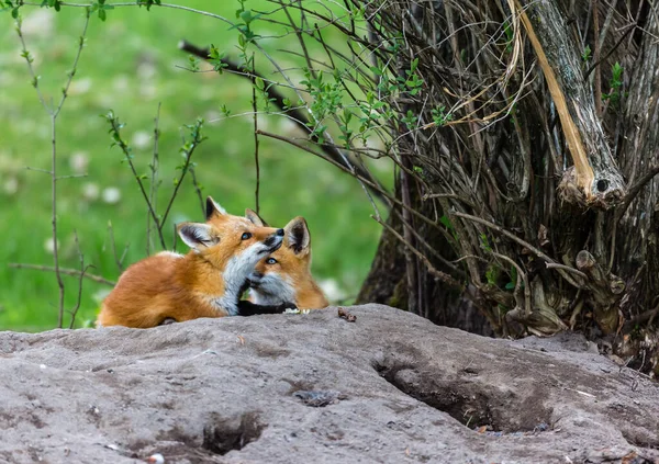 자연계에 귀여운 여우들의 아름다운 — 스톡 사진