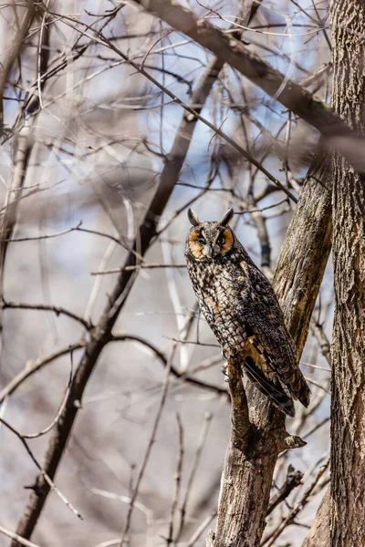 Gros Plan Belle Chouette Dans Habitat Naturel — Photo