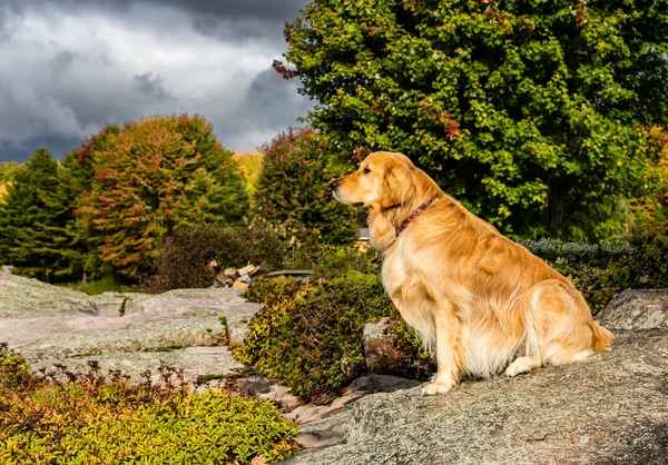 公园里美丽的金黄色猎犬的风景画 — 图库照片