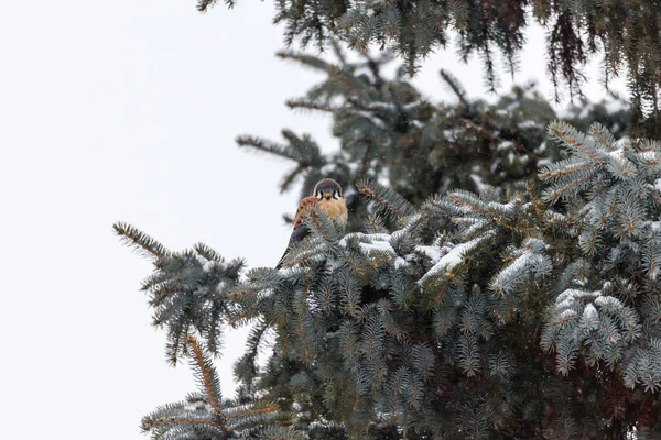 Gros Plan Aigle Sur Branche Sapin — Photo