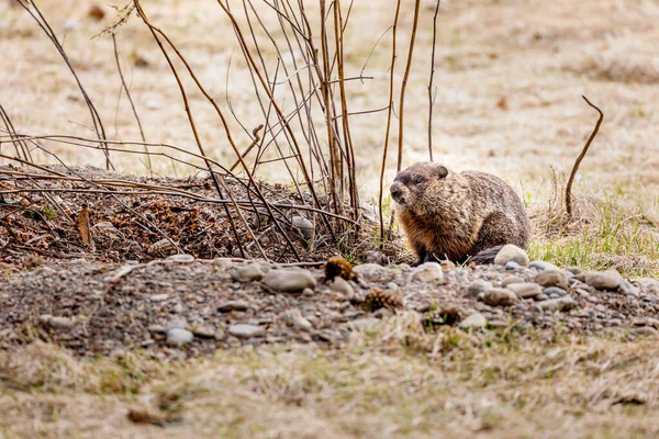 Close Shot Adorable Little Groundhog Nature — Stock Photo, Image