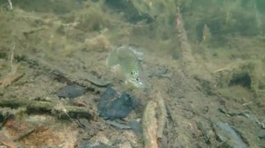 Gölün dibindeki balıkların sualtı görüntüleri.