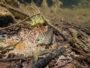 Akvaryumdaki güzel egzotik balığın yakın plan çekimi.