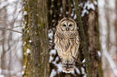 Doğal ortamdaki güzel baykuşun yakın plan çekimi.