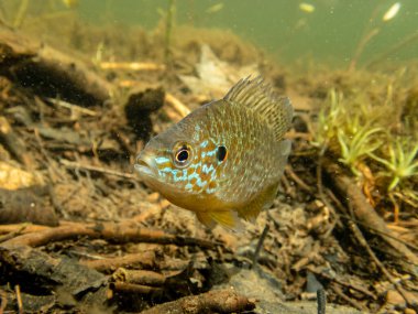 Akvaryumdaki güzel egzotik balığın yakın plan çekimi.