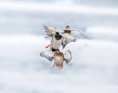 Doğada uçan güzel yaban kazlarının manzaralı görüntüsü.