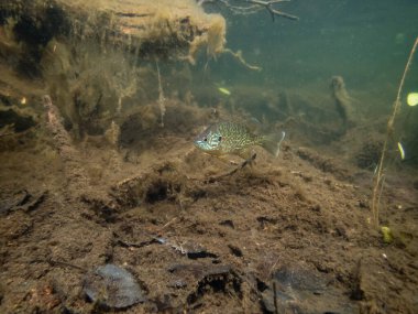 Akvaryumdaki güzel egzotik balığın yakın plan çekimi.