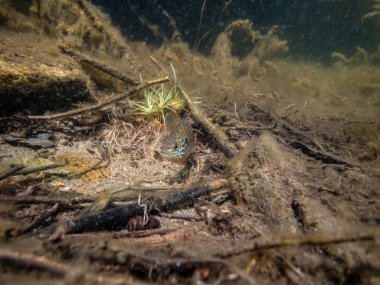Akvaryumdaki güzel egzotik balığın yakın plan çekimi.