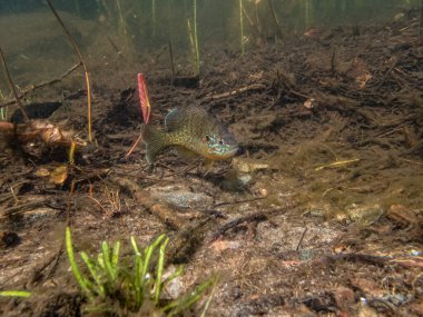Akvaryumdaki güzel egzotik balığın yakın plan çekimi.