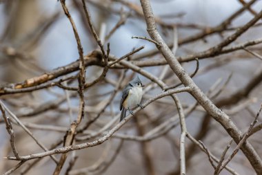 Dallara tüneyen güzel vahşi kuşun yakın çekimi