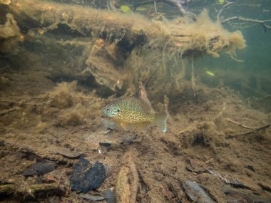 Akvaryumdaki güzel egzotik balığın yakın plan çekimi.