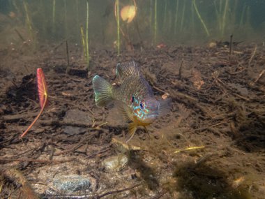 Akvaryumdaki güzel egzotik balığın yakın plan çekimi.