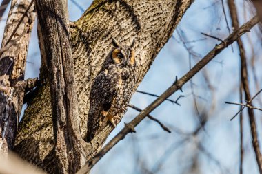 Doğal ortamdaki güzel baykuşun yakın plan çekimi.