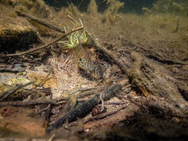 Akvaryumdaki güzel egzotik balığın yakın plan çekimi.