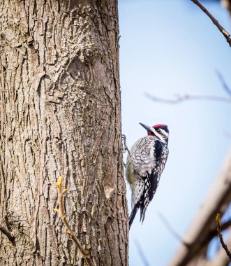 Ağaçtaki güzel ağaçkakanın yakın plan çekimi.