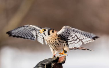 Falcon Bird 'ün kış arkaplanındaki yakın plan çekimi.