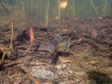 Akvaryumdaki güzel egzotik balığın yakın plan çekimi.