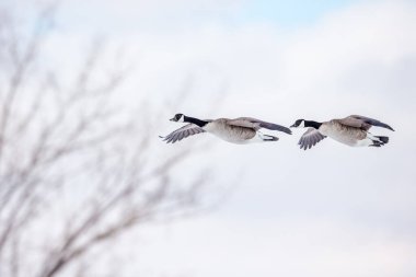 Doğada uçan güzel yaban kazlarının manzaralı görüntüsü.