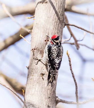 Ağaçtaki güzel ağaçkakanın yakın plan çekimi.