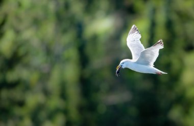 Yeşil arka planda uçan martı