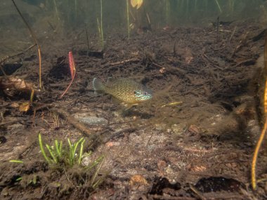Akvaryumdaki güzel egzotik balığın yakın plan çekimi.