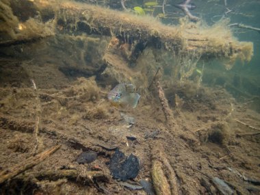 Akvaryumdaki güzel egzotik balığın yakın plan çekimi.