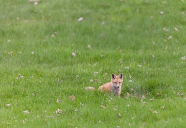 Yeşil çayırdaki güzel vahşi tilkinin yakın plan çekimi.
