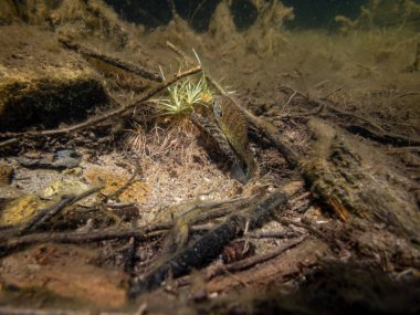 Akvaryumdaki güzel egzotik balığın yakın plan çekimi.