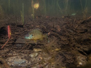 Akvaryumdaki güzel egzotik balığın yakın plan çekimi.