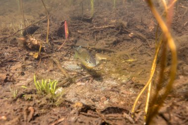 Gölün dibindeki balığın sualtı görüntüsü