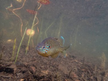 Akvaryumdaki güzel egzotik balığın yakın plan çekimi.
