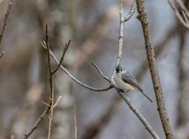 Dallara tüneyen güzel vahşi kuşun yakın çekimi
