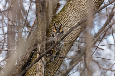 Doğal ortamdaki güzel baykuşun yakın plan çekimi.