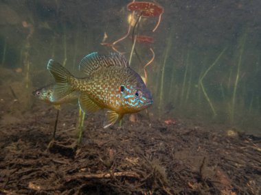 Akvaryumdaki güzel egzotik balığın yakın plan çekimi.