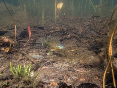 Akvaryumdaki güzel egzotik balığın yakın plan çekimi.