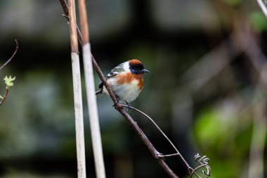 Dallara tüneyen güzel vahşi kuşun yakın çekimi
