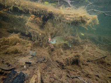Akvaryumdaki güzel egzotik balığın yakın plan çekimi.