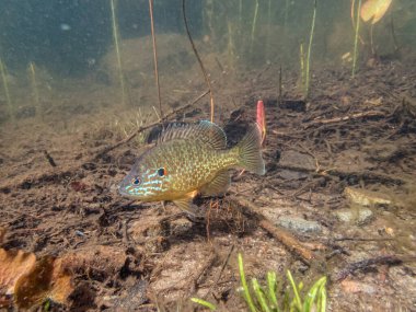 Akvaryumdaki güzel egzotik balığın yakın plan çekimi.