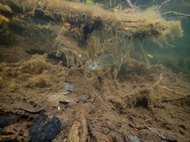 Akvaryumdaki güzel egzotik balığın yakın plan çekimi.