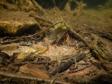 Akvaryumdaki güzel egzotik balığın yakın plan çekimi.