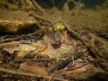 Akvaryumdaki güzel egzotik balığın yakın plan çekimi.