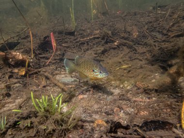 Akvaryumdaki güzel egzotik balığın yakın plan çekimi.