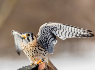 Falcon Bird 'ün kış arkaplanındaki yakın plan çekimi.